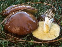 Image result for Suillus punctipes