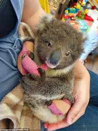More Than 20 000 Koalas Are Wiped Out In Kangaroo Island Blaze In 2020 Whale Stuffed Animal Animals Koalas