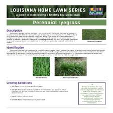 Annual ryegrass (lolium multiflorum lam.) and perennial ryegrass (lolium perenne l.)are two species of ryegrass with similar genomes. Louisiana Home Lawn Series Perennial Ryegrass