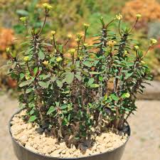 Image result for Euphorbia unicornis
