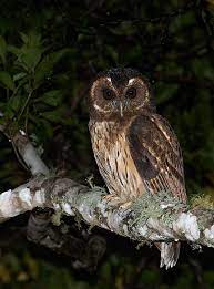 Check spelling or type a new query. Coruja Do Mato Strix Virgata Wikiaves A Enciclopedia Das Aves Do Brasil