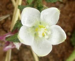 Image result for Hibiscus micranthus