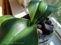 See more ideas about phalaenopsis orchid, phalaenopsis. Pin On Diary Of Phalaenopsis Orchid 10