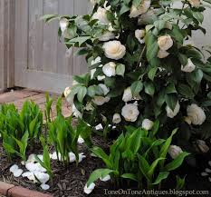 Camelia Underplanted With Lily Of The Valley Spring Garden Outdoor Gardens Landscaping Planting Flowers