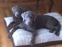 Maybe you would like to learn more about one of these? Pointing Silver Lab Puppies For Sale Labrador Puppy Breeder Lankas Labs