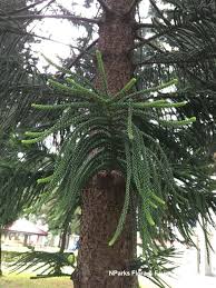 Image result for Araucaria columnaris
