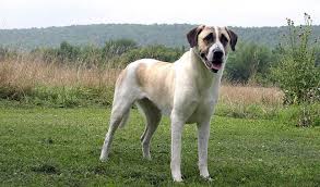 We have anatolian shepherd puppies for sale! Anatolian Shepherd Breed Information