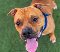Hours may change under current circumstances Thousands Of Pit Bulls Run The Streets And Many End Up As Pets South Florida Sun Sentinel South Florida Sun Sentinel