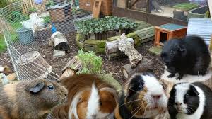 With a great combination of size, durability, and portability, the living world deluxe habitat is one of the best guinea pig cages. New Guinea Pig Enclosure Youtube