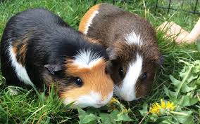Pin On Cute Animals
