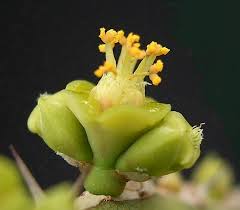 Image result for Euphorbia persistentifolia