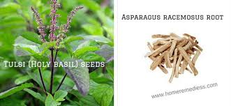 Its powdered root is most commonly used. Best Ayurvedic Medicine For Vigour And Vitality
