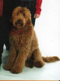 Florida australian labradoodles in orlando fl we have 20 yrs & breed all sizes and colors, our doodles live all over u.s. Photos Of Past Litters Of Australian Labradoodles For Texas Colorado Idaho Boston Chicago Florida By Beau Monde Labradoodles