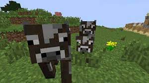 Cows love to eat grass and wheat and make sure you will feed them with this food. What Do Cows Eat In Minecraft