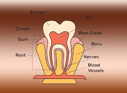 Tooth Crown Tooth Number Chart