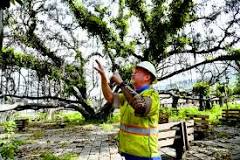 Hopes rise by survival of Lahaina's banyan tree | News ...