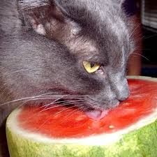 Watermelon is the quintessential summer fruit and is perfect for recovering all the water we lose during those hot days. Can Cats Eat Watermelon Purrpetrators