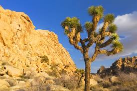 These involve the physical features of an organism that help them to survive in the environment including the different types of terrestrial habitat. Desert Biome Is The Driest
