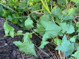 Image result for Rumex sagittatus