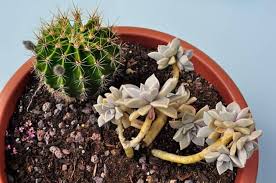 Previamente enfríalos durante un rato sin dejar que se congelen, esto será de gran ayuda para tu bebé. Echinopsis Oxygona El Cactus De La Flor Maravillosa