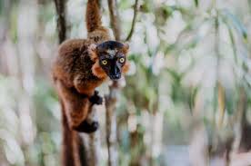 Meist halten die tiere abstand von menschen. Reisen Nach Madagaskar Highlights Madagaskar Urlaub