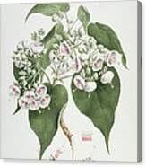 Image result for Dombeya torrida