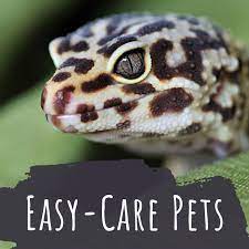 To smaller houses, it may become necessary to choose smaller pets and fish have become a popular rabbits can live for about 10 years and are gentle animals that have to be taken care of. 10 Small Low Maintenance Pets That Are Easy To Take Care Of Pethelpful
