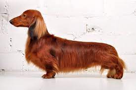 Maybe you would like to learn more about one of these? Beautiful Dachshund I Need To Print This Out Next Time I Have The Boys Groomed This Is A Dachshund Haircut Dachshund Long Haired Dachshund Dachshund Dog