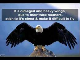Pin On Eagle