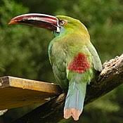 The male is 56 cm long, while the smaller female is typically 52 cm long. Toucan Wikipedia