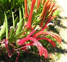 Image result for Lobelia chireensis