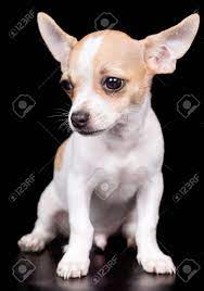 Maybe you would like to learn more about one of these? Cute Chihuahua Puppy With Big Ears Standing On A Black Background Stock Photo Picture And Royalty Free Image Image 21051401