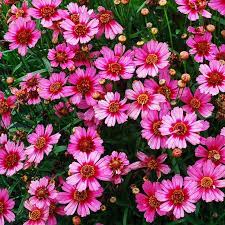 Pin On Gardening