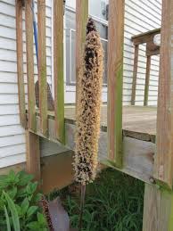 Image result for Cenchrus americanus