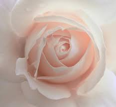 We did not find results for: Ivory Peach Pastel Rose Flower Photograph By Jennie Marie Schell