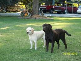 The (/ ð ə, ð iː / ()) is a grammatical article in english, denoting persons or things already mentioned, under discussion, implied or otherwise presumed familiar to listeners, readers or speakers. Chocolate Lab Pups Pets And Animals For Sale North Carolina