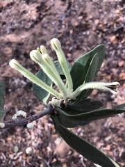 Image result for Agelanthus lugardii