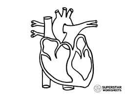 Printable human heart coloring pages. Heart Worksheets Superstar Worksheets