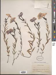 Image result for Cycnium