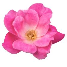 This specie of flower even though this beautiful black bloom looks to be as dark as the night, it's in fact a very dark shade of red. The Family The Knock Out Family Of Roses