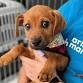Mobile Adoption Event (Novato) event image