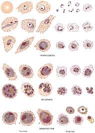 basic malaria microscopy part i and ii learning unit 8