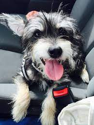Rocco Mypet Chihuahua Schnauzer Mix