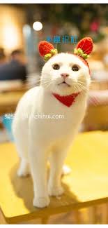 Kedi Kiyafetleri Orgu Modelleri Yapilisi Mimuu Com