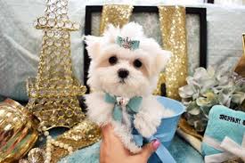Maybe you would like to learn more about one of these? Teacup Maltese Teacup Maltese For Sale Maltese Puppies Tiny Micro 954 324 0149