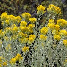 Image result for Tacazzea rosmarinifolia