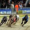 Greyhound hund, hundeveddeløp og betting. Https Encrypted Tbn0 Gstatic Com Images Q Tbn And9gcsaym7sqoo9yxg Wssitgf6ij6tscxbiohb0kzhrmgbbc8 Uynz Usqp Cau