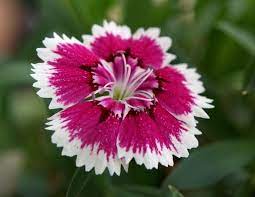 Cara Menanam Bunga Dianthus Dari Biji Http Bibitbunga Com Blog Cara Menanam Bunga Dianthus Dari Biji Bunga Menanam Bunga Bunga Eksotis
