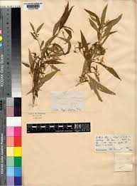 Image result for Afrohybanthus