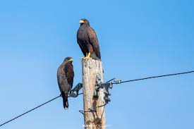 Birds Of Prey Texas Hill Country Hawks Weekend Is Over Photography Bald Eagle